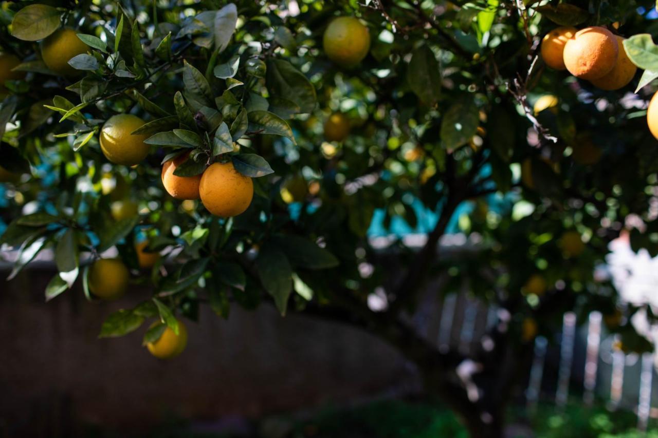 Villa Florit Flats - The Orange Lemon Tree House à L'Eliana Extérieur photo
